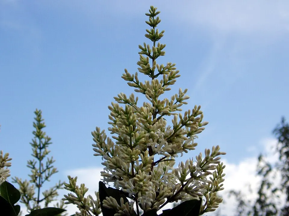 Télizöld fagyal / Ligustrum ovalifolium