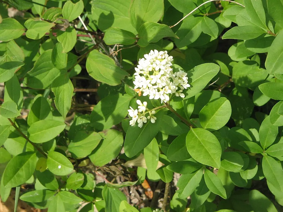 Télizöld fagyal / Ligustrum ovalifolium