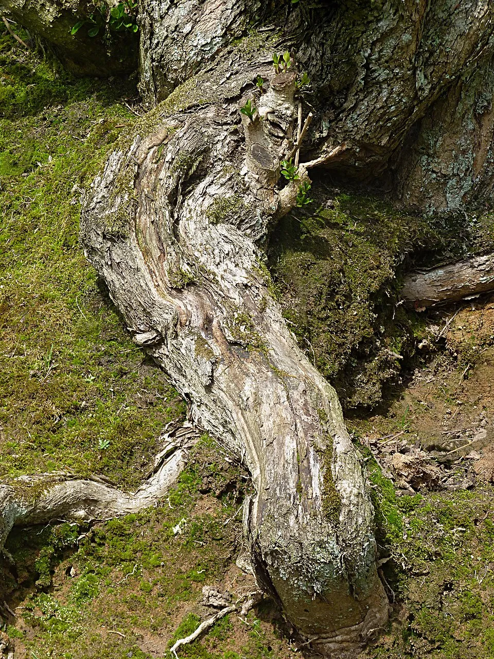 Télizöld fagyal / Ligustrum ovalifolium