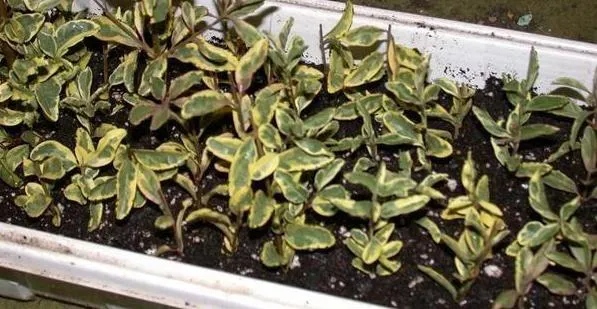 Törpe télizöld fagyal / Ligustrum ovalifolium 'Nünü'