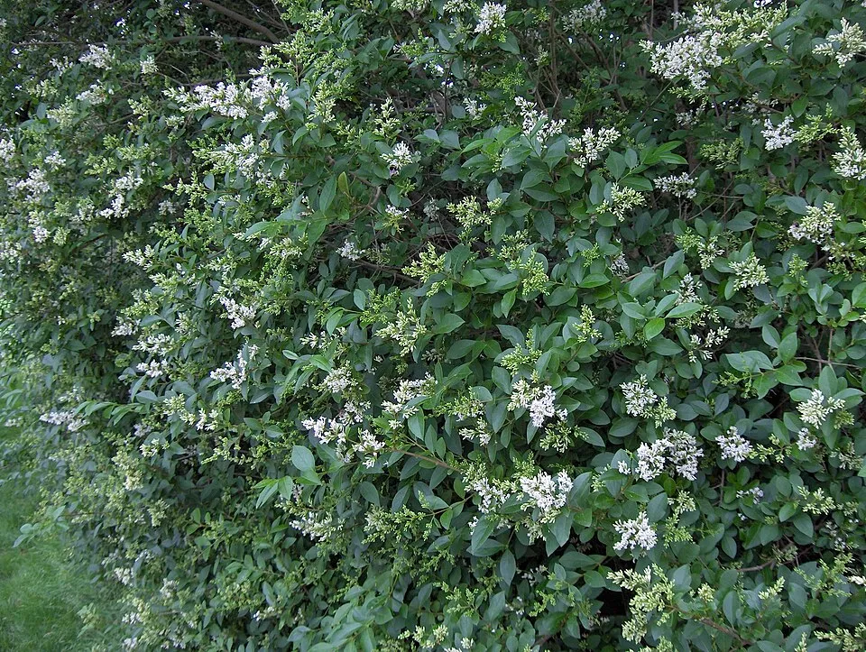 Törpe télizöld fagyal / Ligustrum ovalifolium 'Nünü'