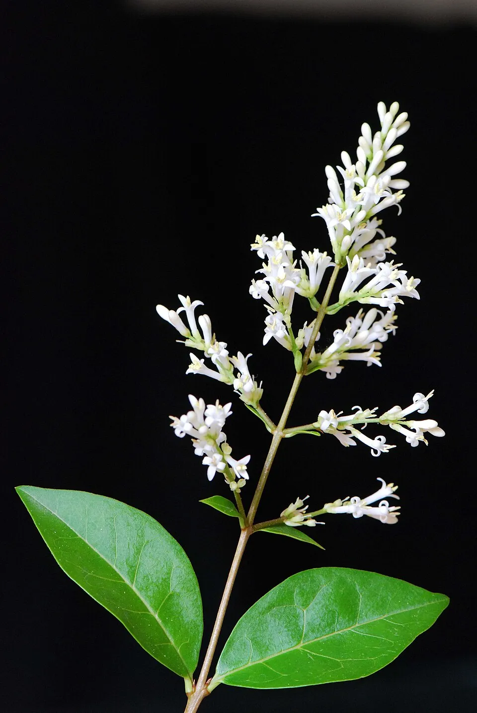 Törpe télizöld fagyal / Ligustrum ovalifolium 'Nünü'