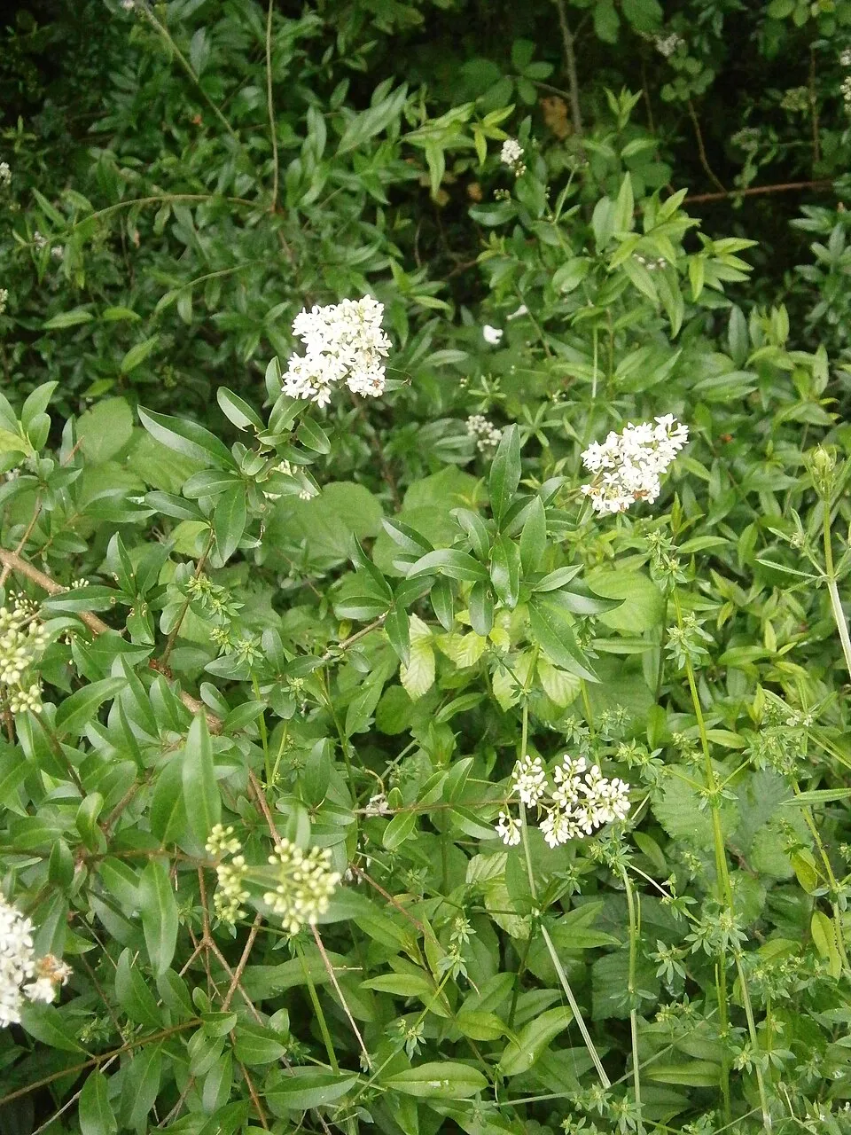 Lombhullató fagyal / Ligustrum vulgare