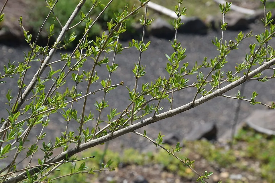 Lombhullató fagyal / Ligustrum vulgare