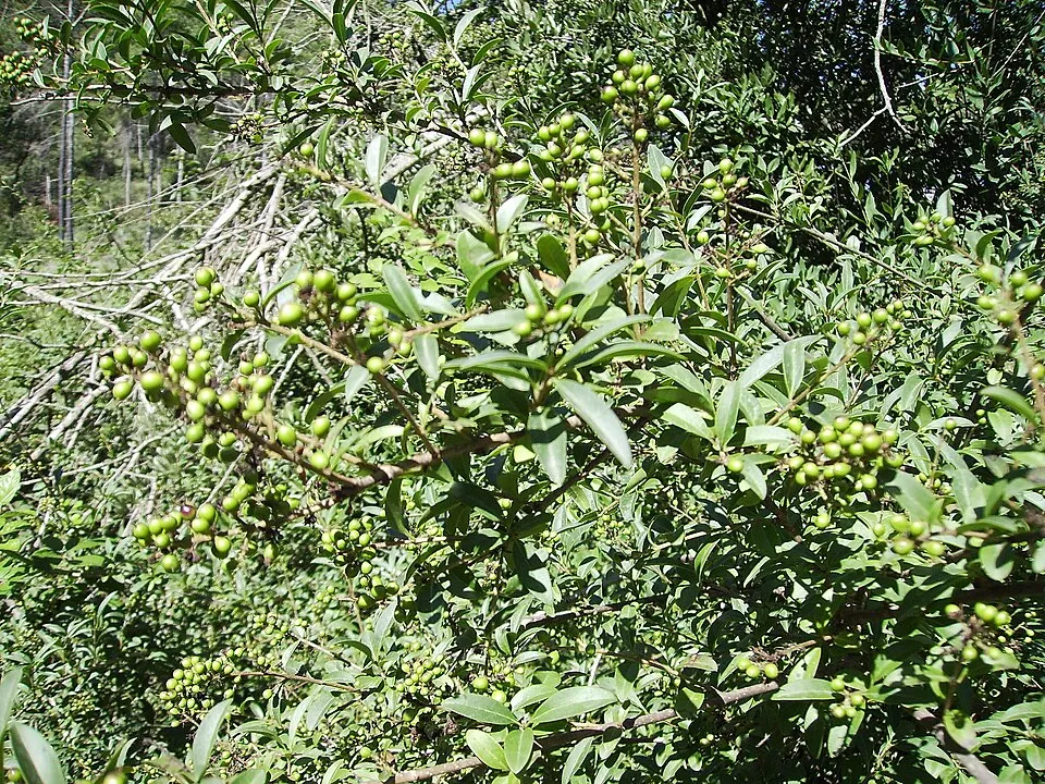 Lombhullató fagyal / Ligustrum vulgare