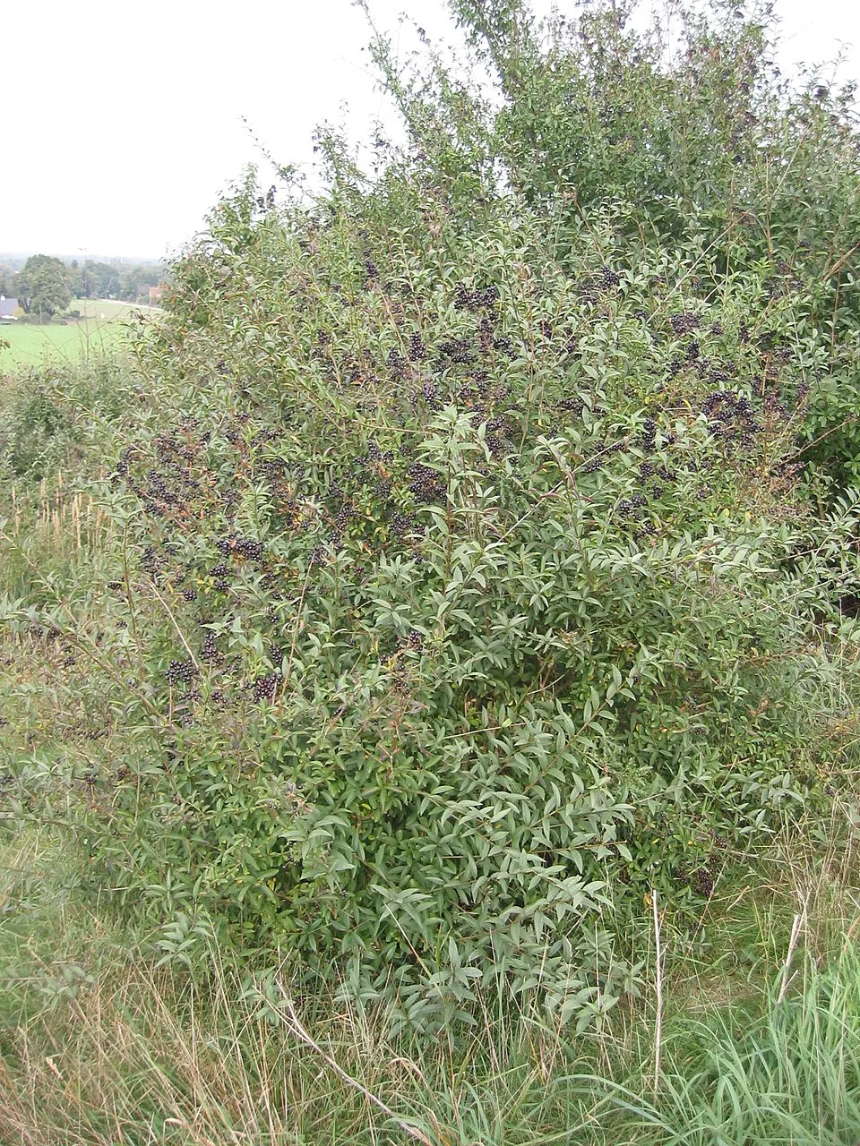 Lombhullató fagyal / Ligustrum vulgare