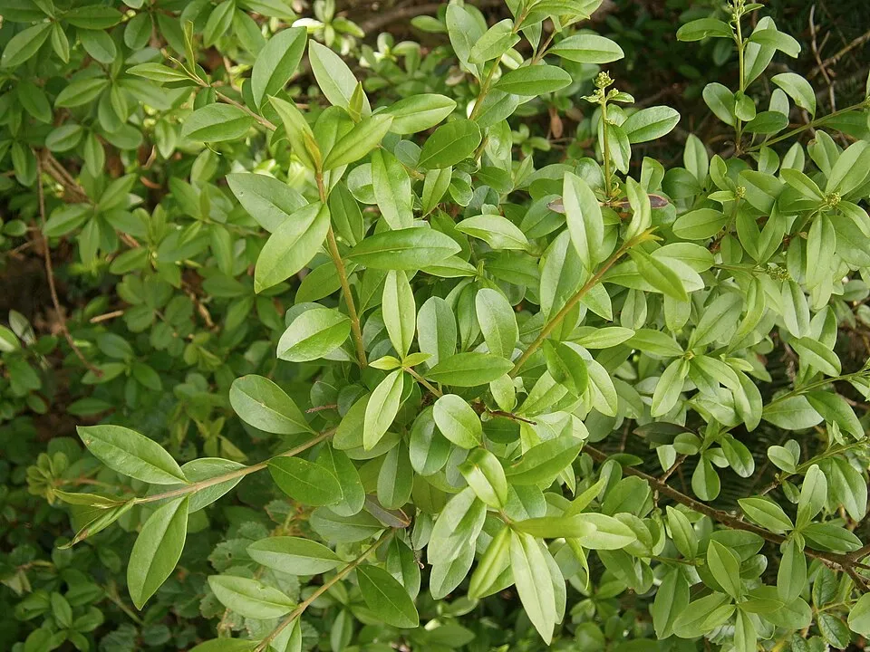 Lombhullató fagyal / Ligustrum vulgare