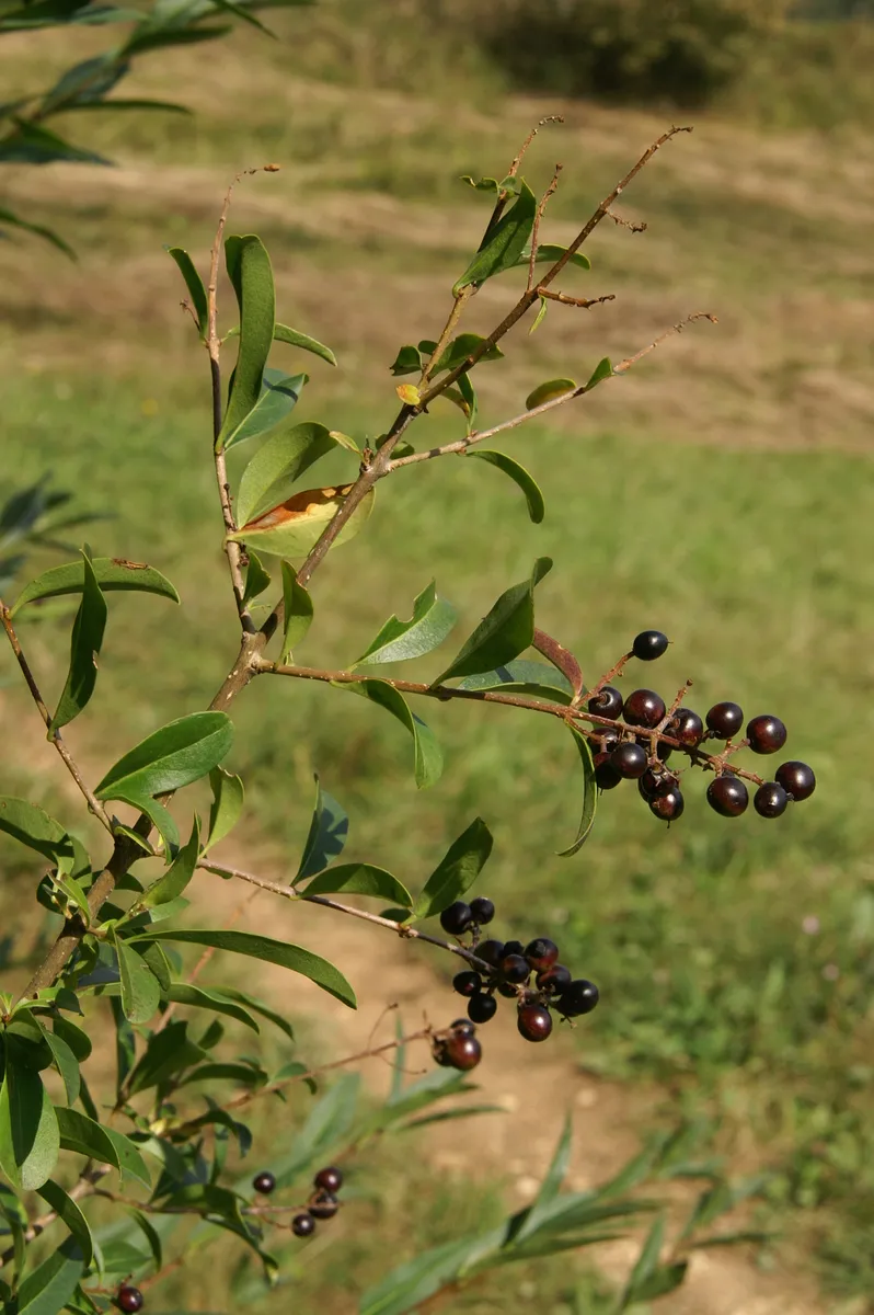 Lombhullató fagyal / Ligustrum vulgare