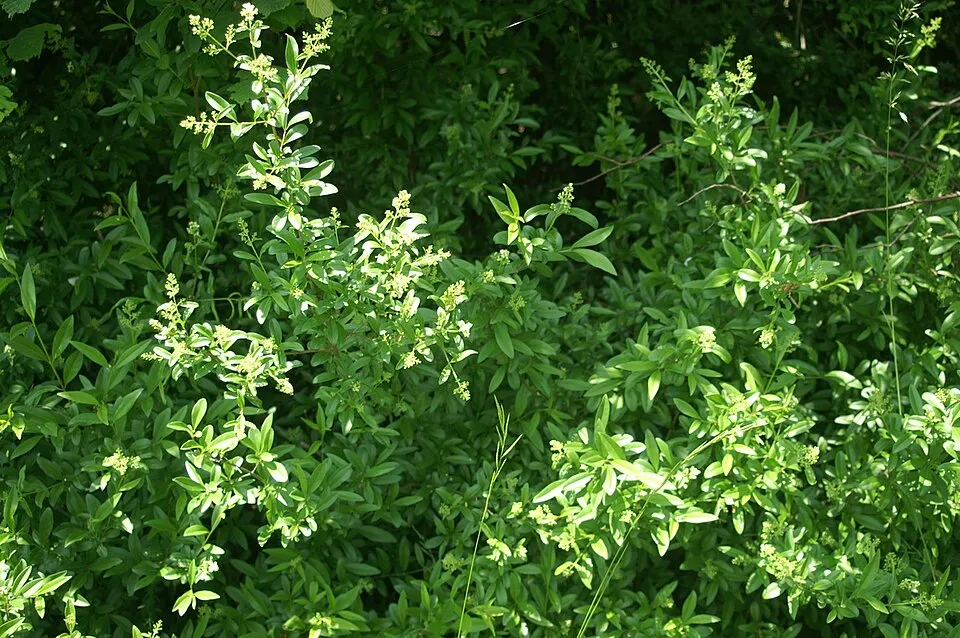 Lombhullató fagyal / Ligustrum vulgare