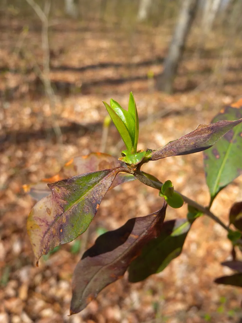 Lombhullató fagyal / Ligustrum vulgare