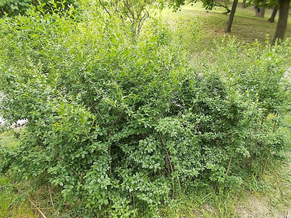 Lombhullató fagyal / Ligustrum vulgare