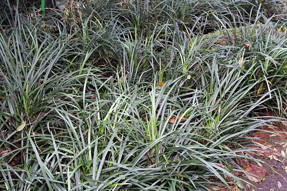 Gyöngyikés gyepliliom / Liriope muscari 'Big Blue'