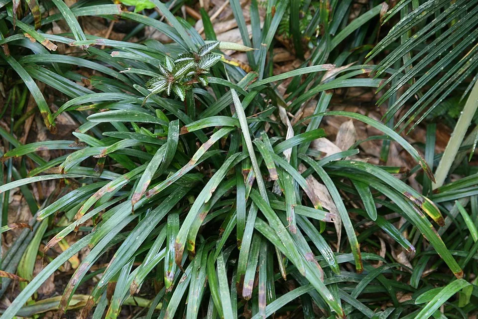 Gyöngyikés gyepliliom / Liriope muscari 'Big Blue'