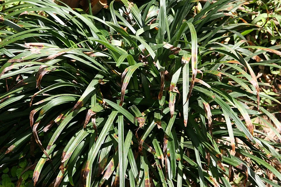 Gyöngyikés gyepliliom / Liriope muscari 'Big Blue'