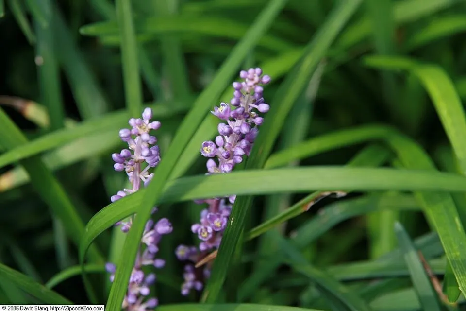 Gyöngyikés gyepliliom / Liriope muscari 'Big Blue'