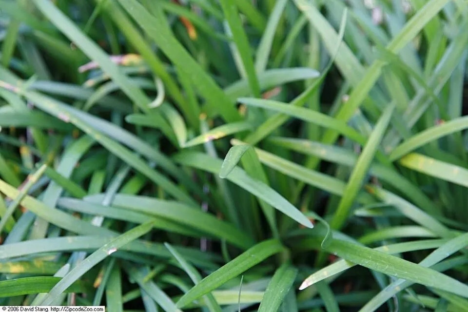 Gyöngyikés gyepliliom / Liriope muscari 'Big Blue'