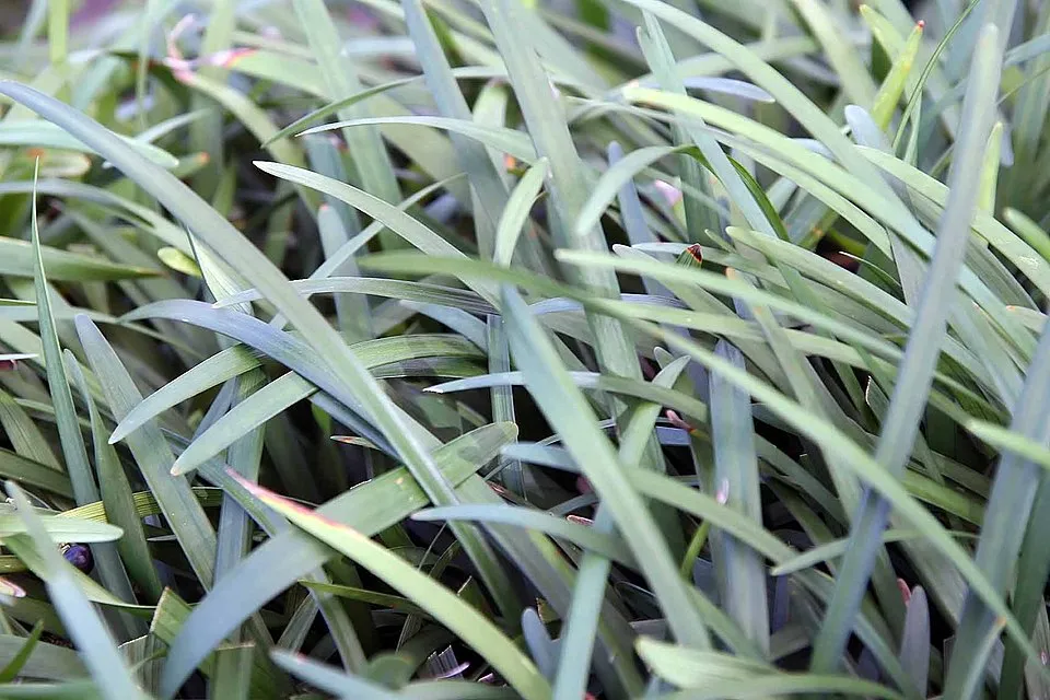 Gyöngyikés gyepliliom / Liriope muscari 'Big Blue'