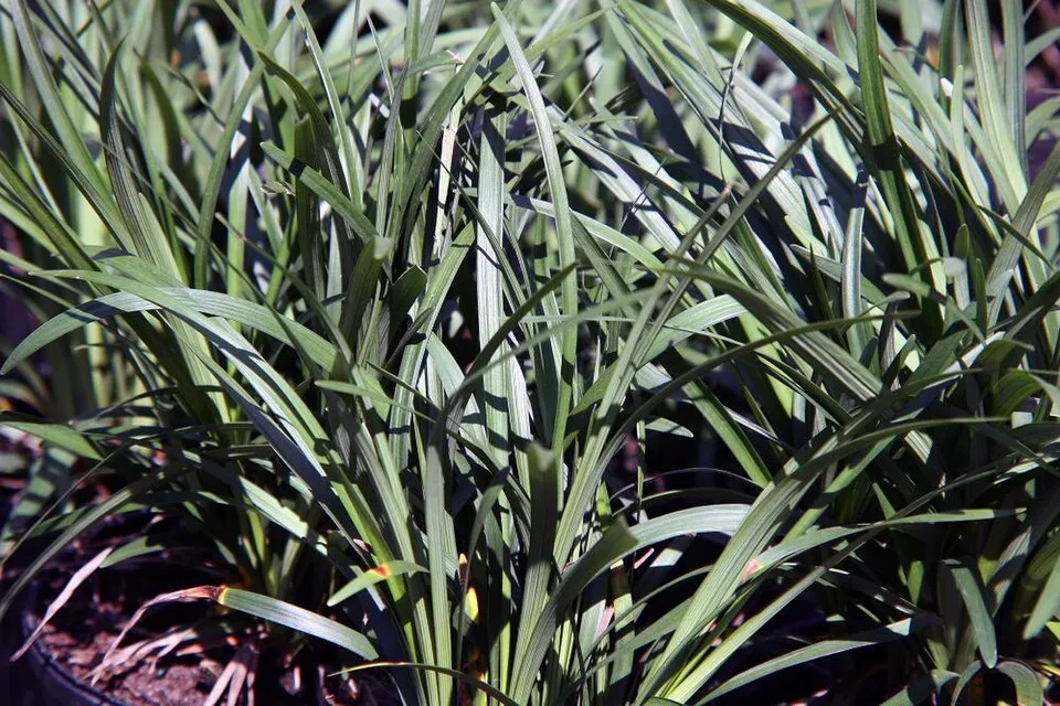 Gyöngyikés gyepliliom / Liriope muscari 'Big Blue'
