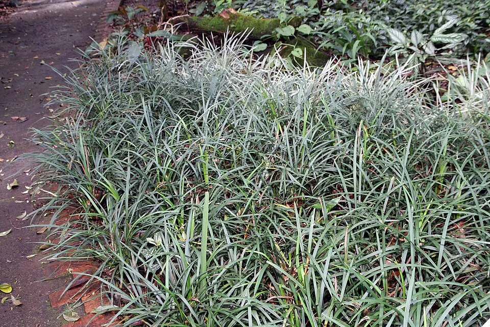 Gyöngyikés gyepliliom / Liriope muscari 'Big Blue'