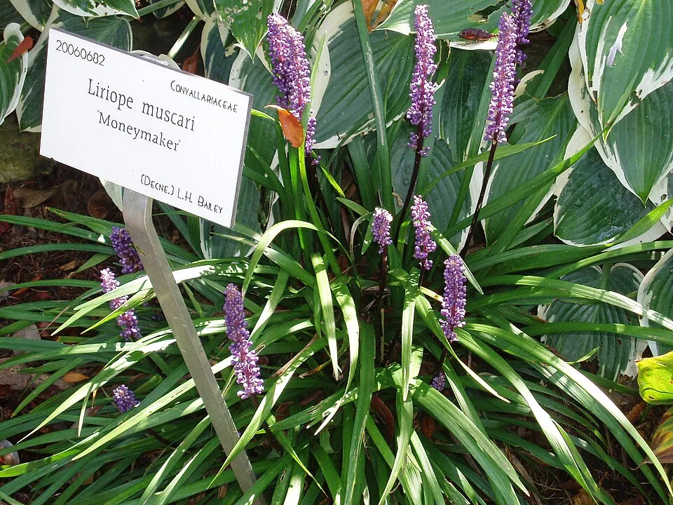 Gyöngyikés gyepliliom / Liriope muscari 'Moneymaker'