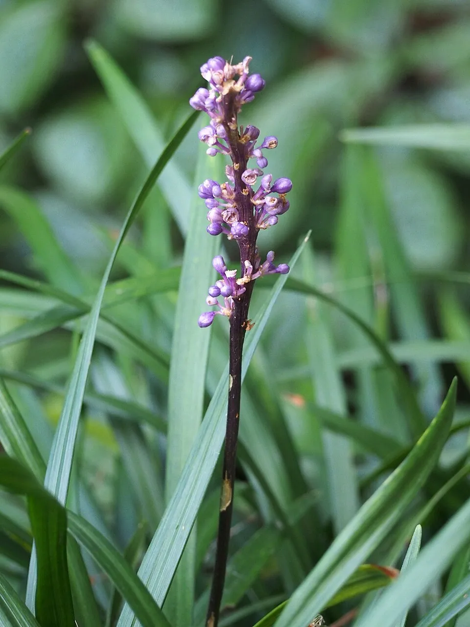 Gyöngyikés gyepliliom / Liriope muscari 'Moneymaker'