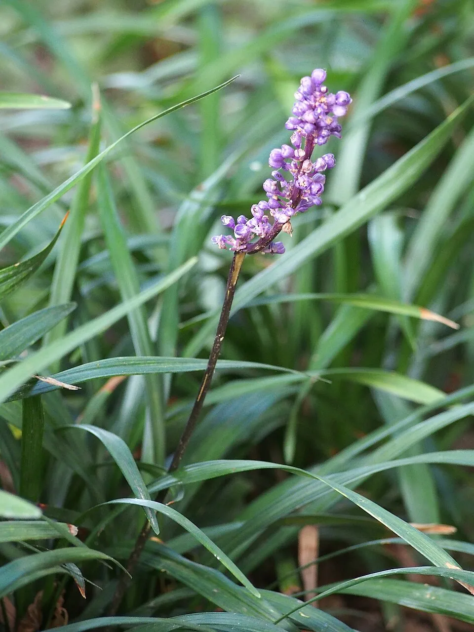 Gyöngyikés gyepliliom / Liriope muscari 'Moneymaker'
