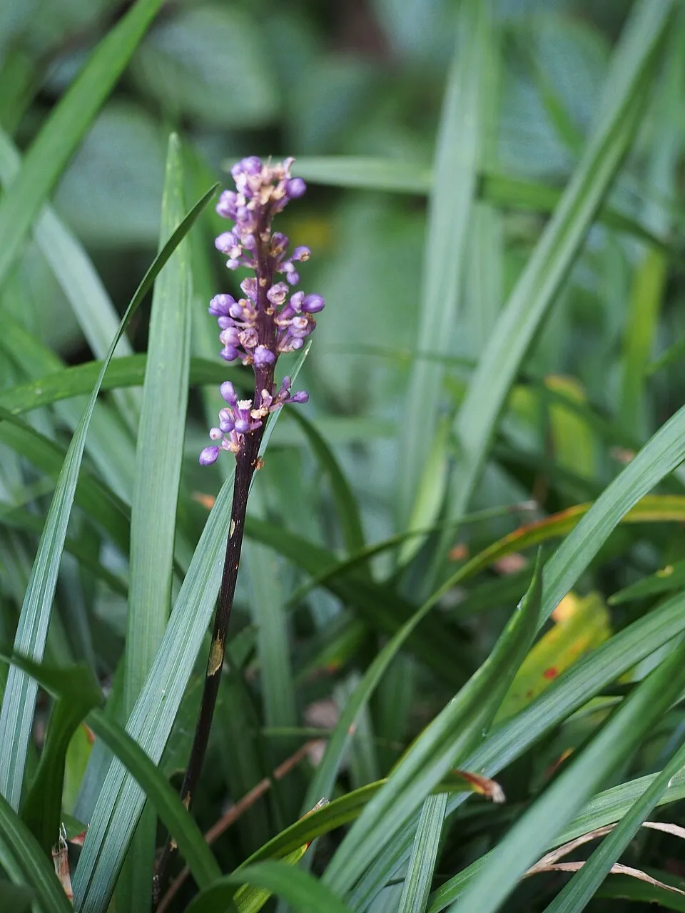 Gyöngyikés gyepliliom / Liriope muscari 'Moneymaker'