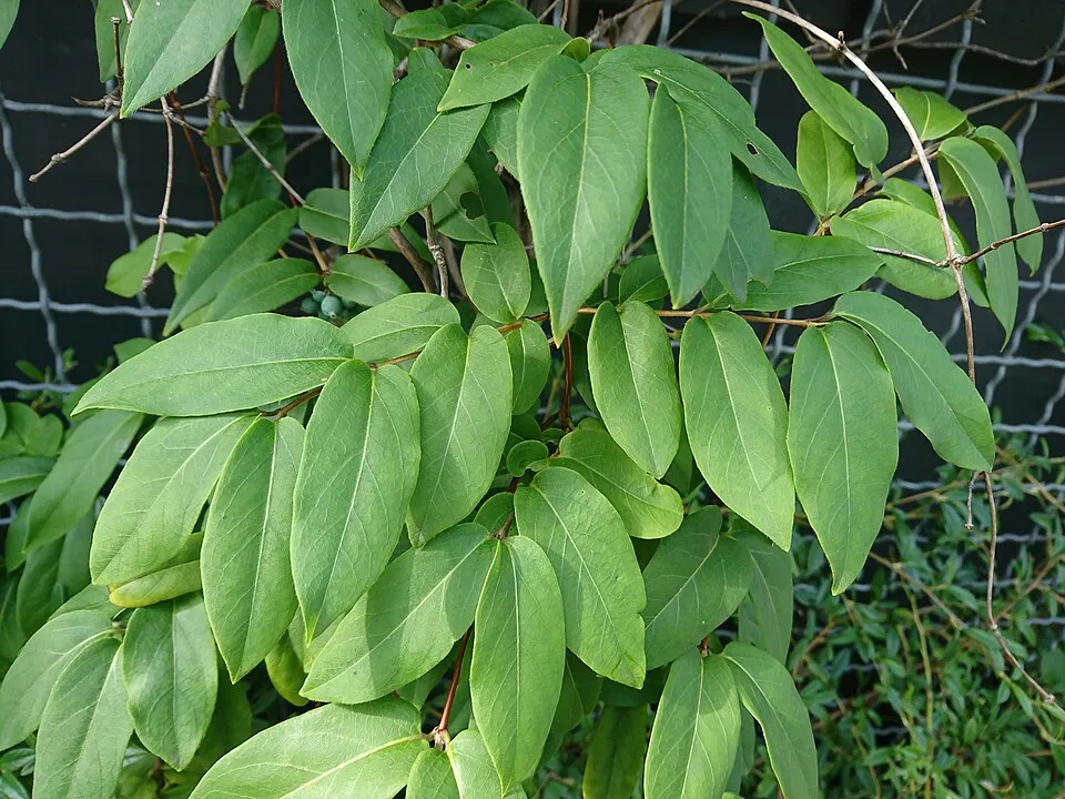 Borostáslevelű örökzöld kúszólonc / Lonicera henryi 'Copper Beauty'