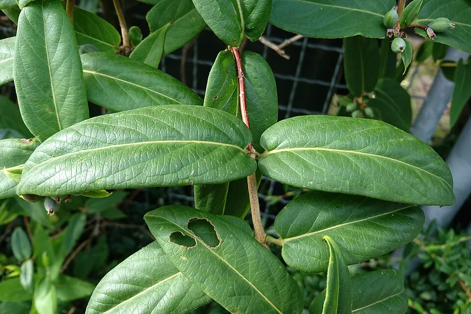 Borostáslevelű örökzöld kúszólonc / Lonicera henryi 'Copper Beauty'