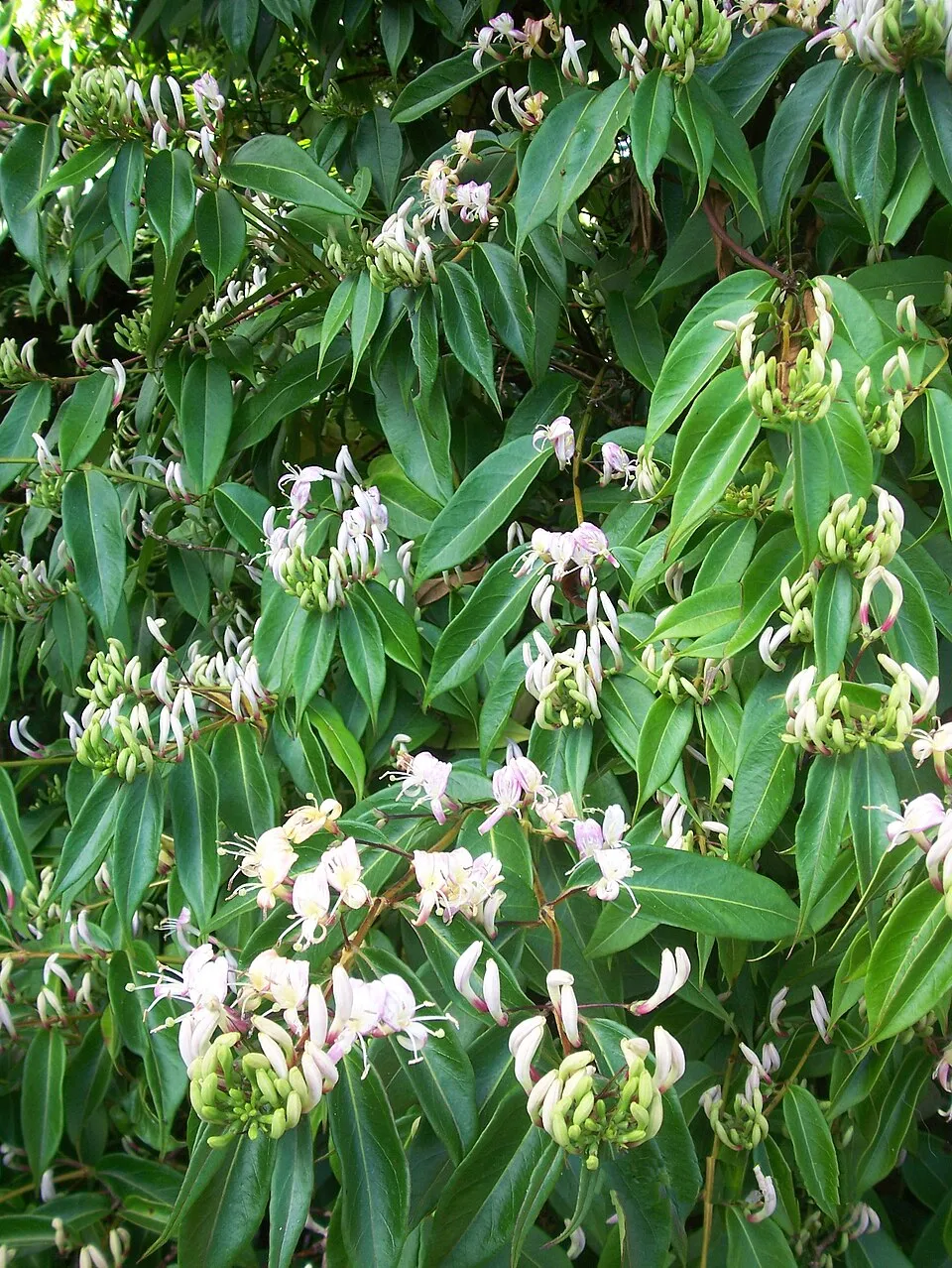 Borostáslevelű örökzöld kúszólonc / Lonicera henryi 'Copper Beauty'