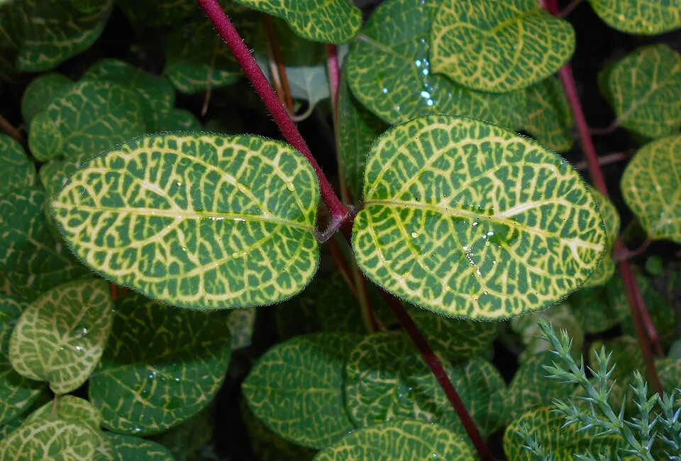 Tarka levelű japán kúszólonc / Lonicera japonica 'Aureoreticulata'