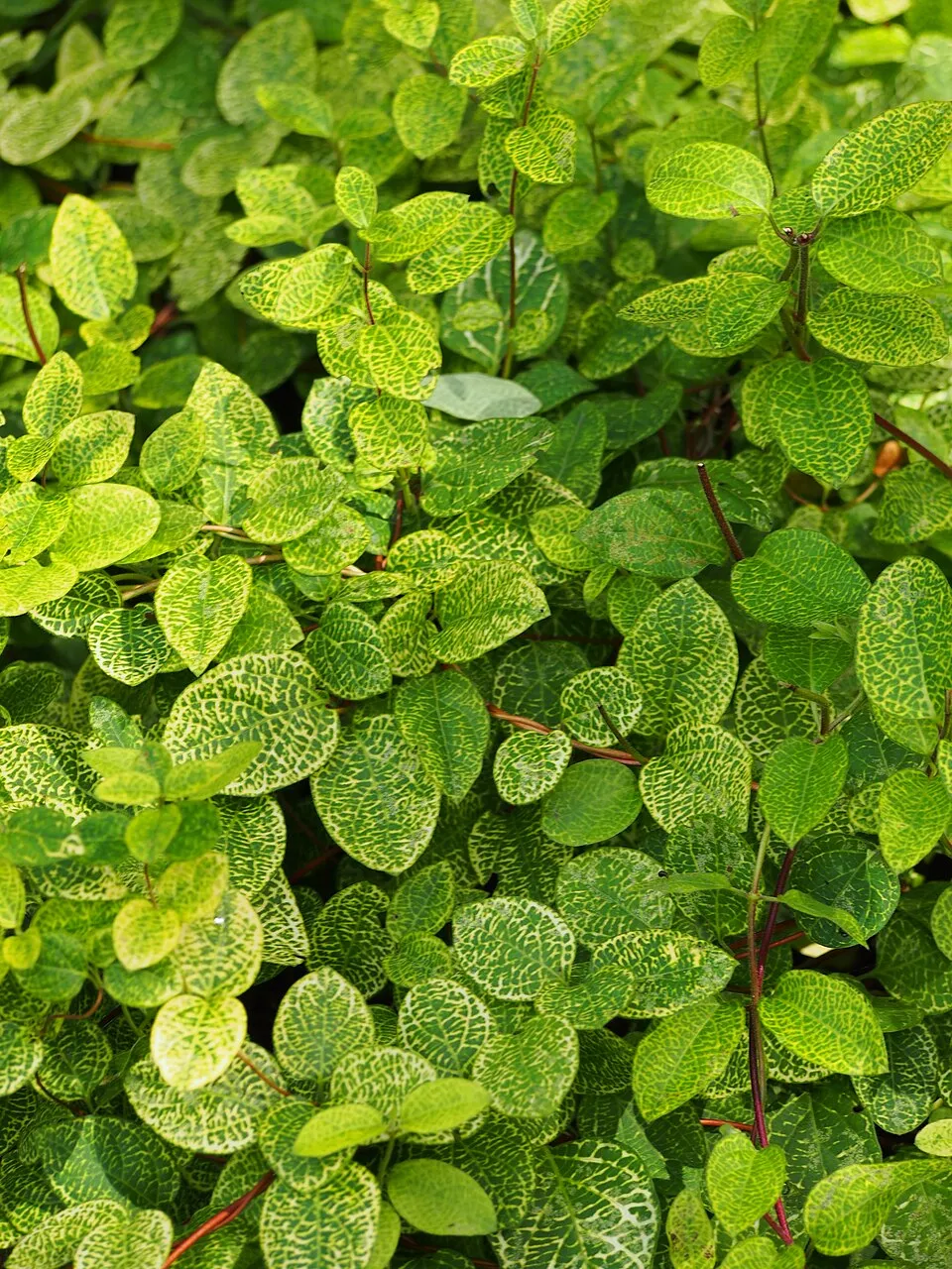 Tarka levelű japán kúszólonc / Lonicera japonica 'Aureoreticulata'