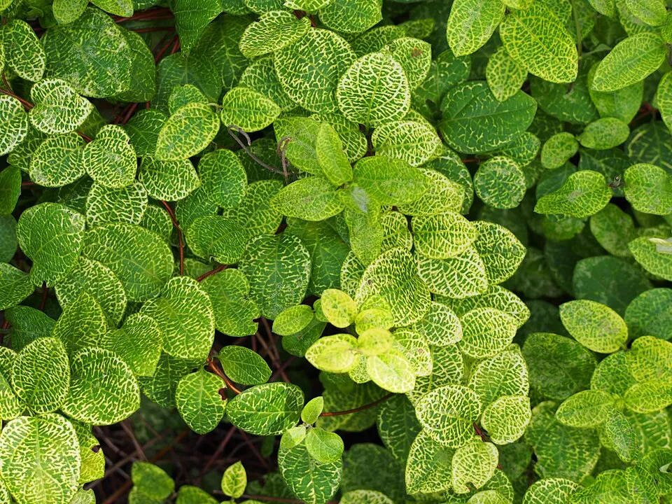 Tarka levelű japán kúszólonc / Lonicera japonica 'Aureoreticulata'