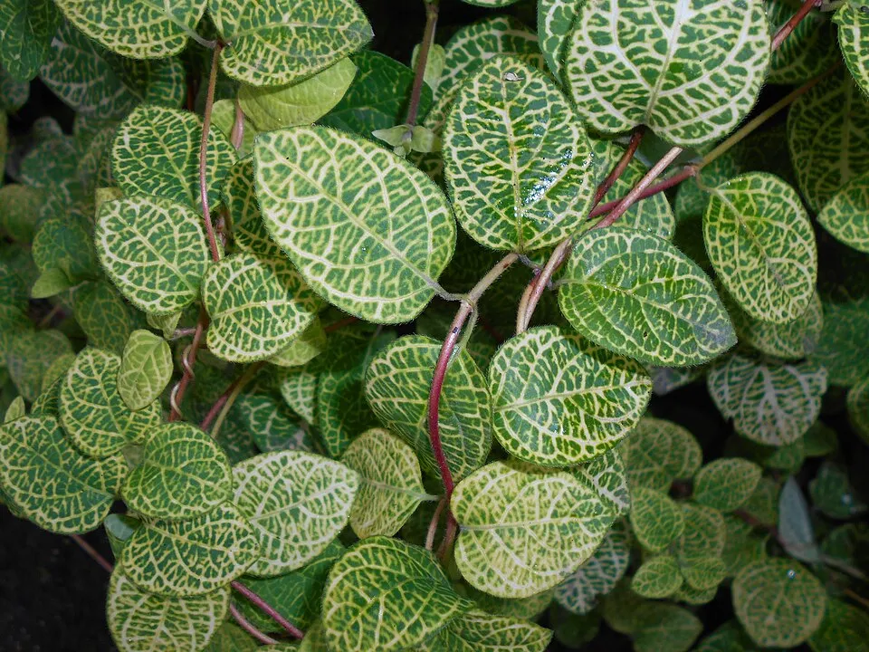 Tarka levelű japán kúszólonc / Lonicera japonica 'Aureoreticulata'