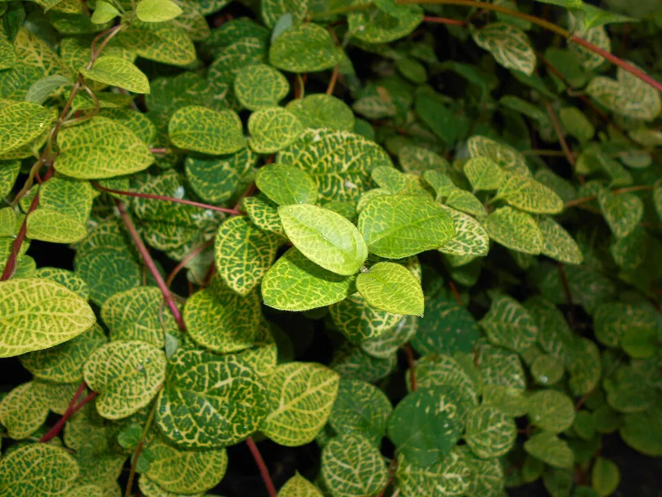 Tarka levelű japán kúszólonc / Lonicera japonica 'Aureoreticulata'