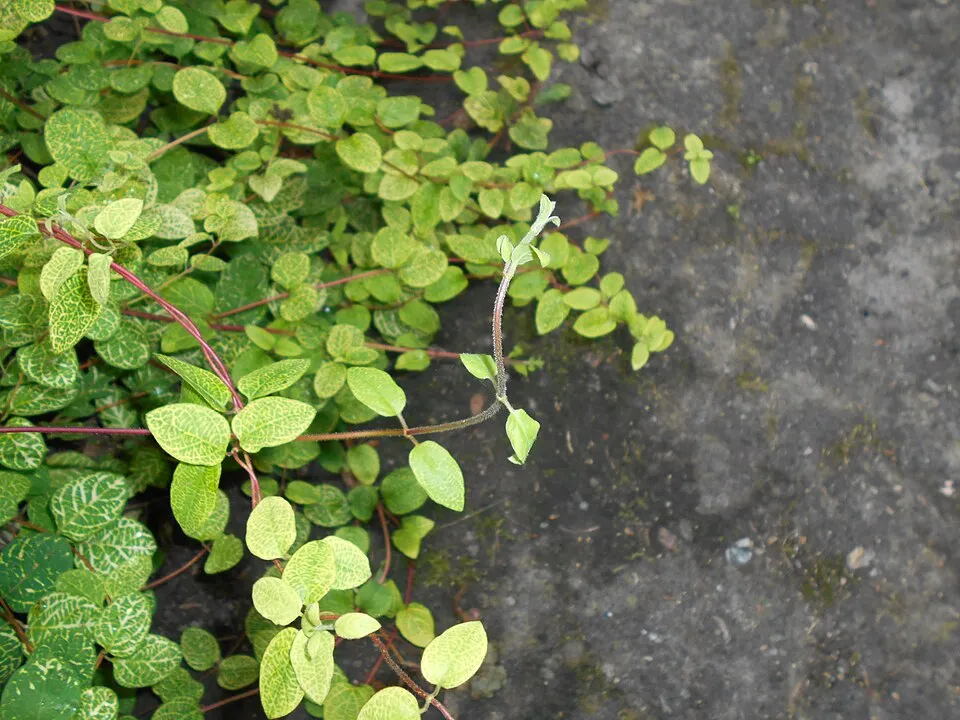 Tarka levelű japán kúszólonc / Lonicera japonica 'Aureoreticulata'