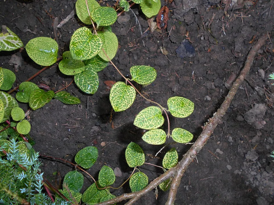 Tarka levelű japán kúszólonc / Lonicera japonica 'Aureoreticulata'