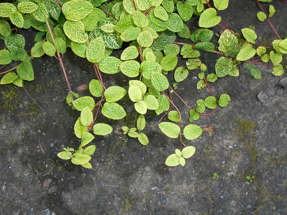 Tarka levelű japán kúszólonc / Lonicera japonica 'Aureoreticulata'