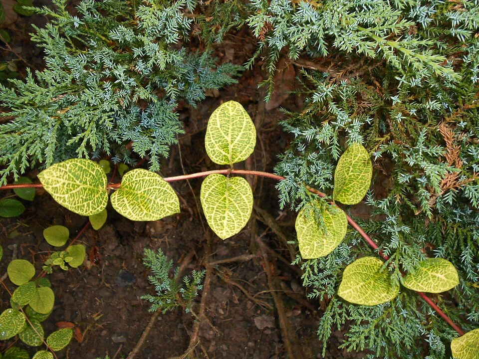 Tarka levelű japán kúszólonc / Lonicera japonica 'Aureoreticulata'