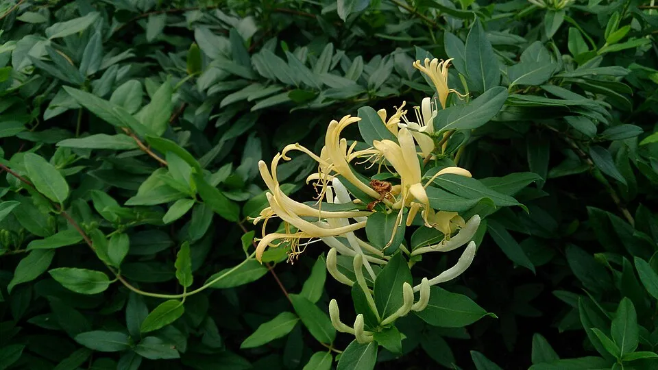 Bordó-fehér virágú japán kúszólonc / Lonicera japonica 'Red World'
