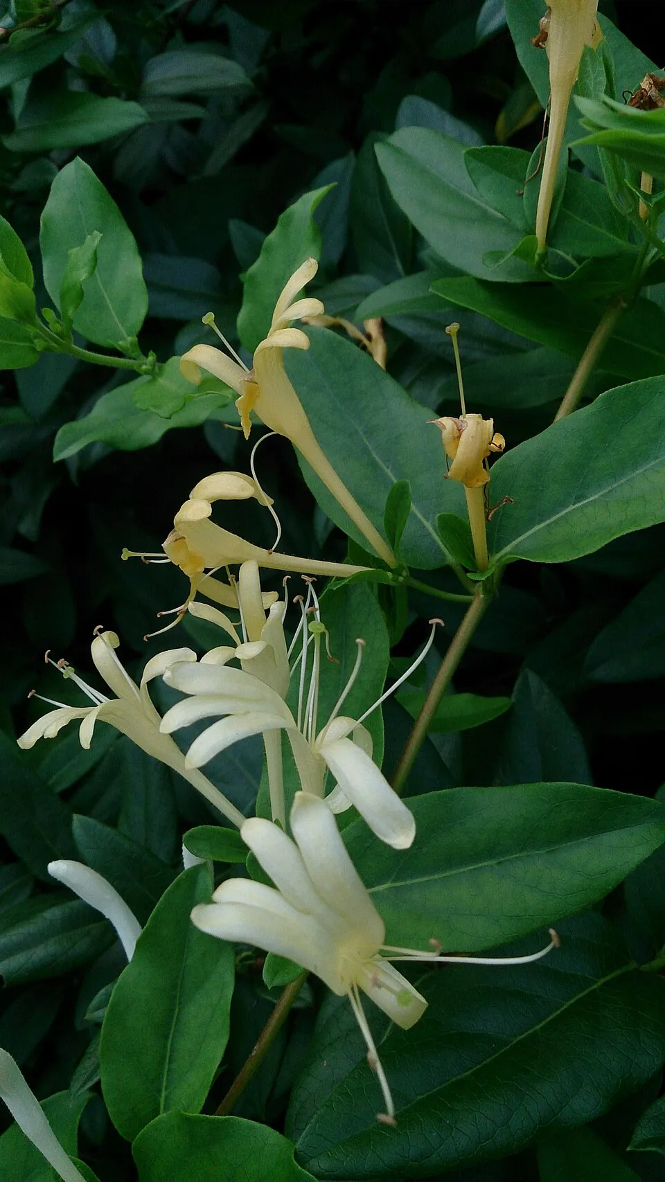 Bordó-fehér virágú japán kúszólonc / Lonicera japonica 'Red World'