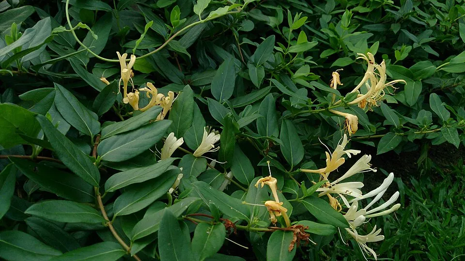 Bordó-fehér virágú japán kúszólonc / Lonicera japonica 'Red World'