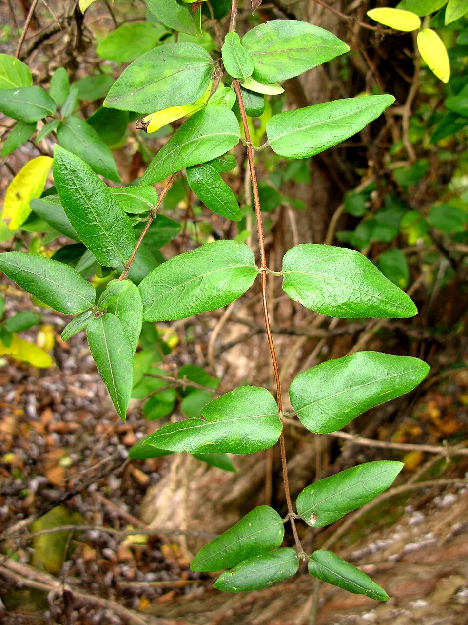 Bordó-fehér virágú japán kúszólonc / Lonicera japonica 'Red World'