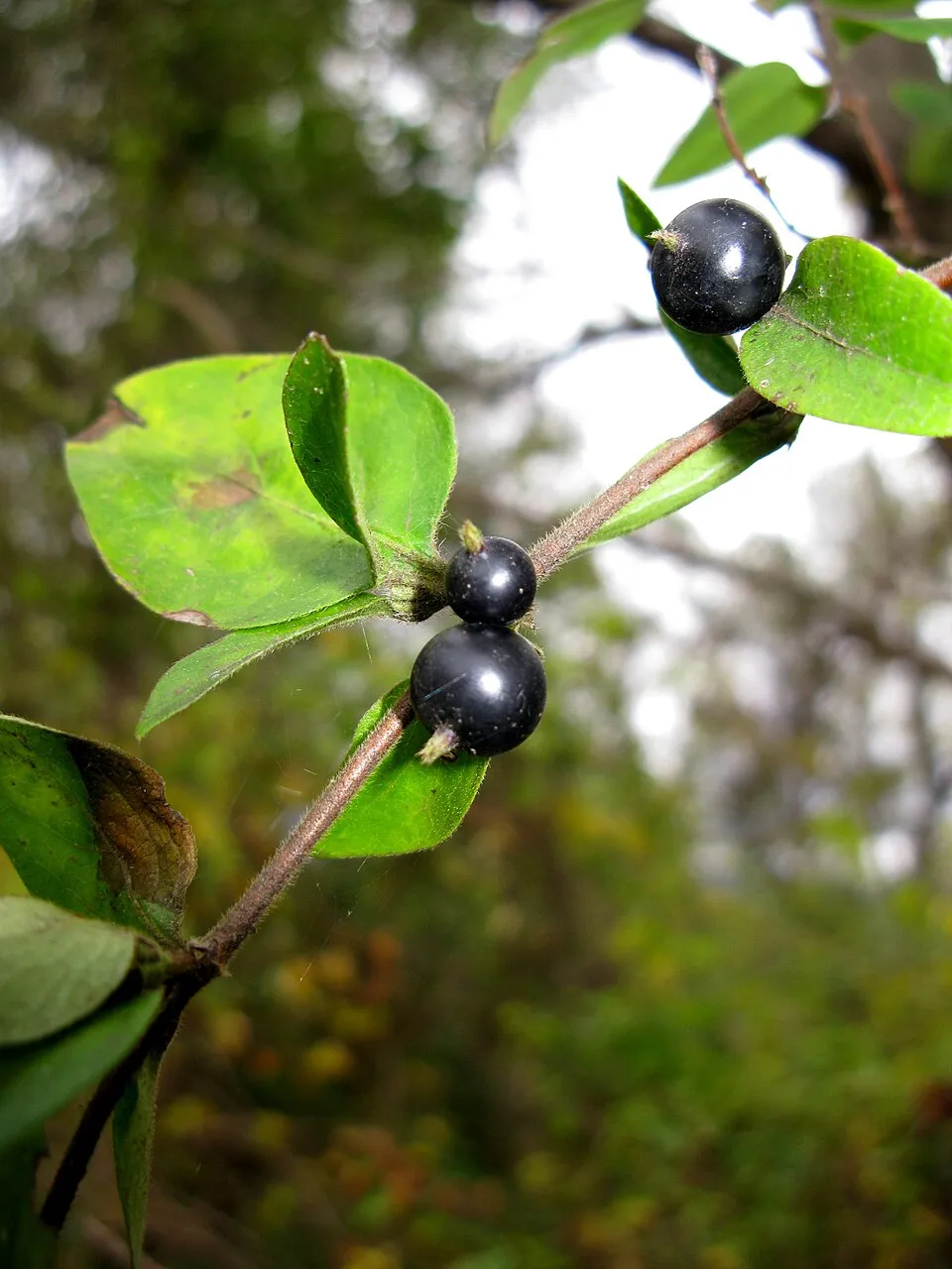 Bordó-fehér virágú japán kúszólonc / Lonicera japonica 'Red World'
