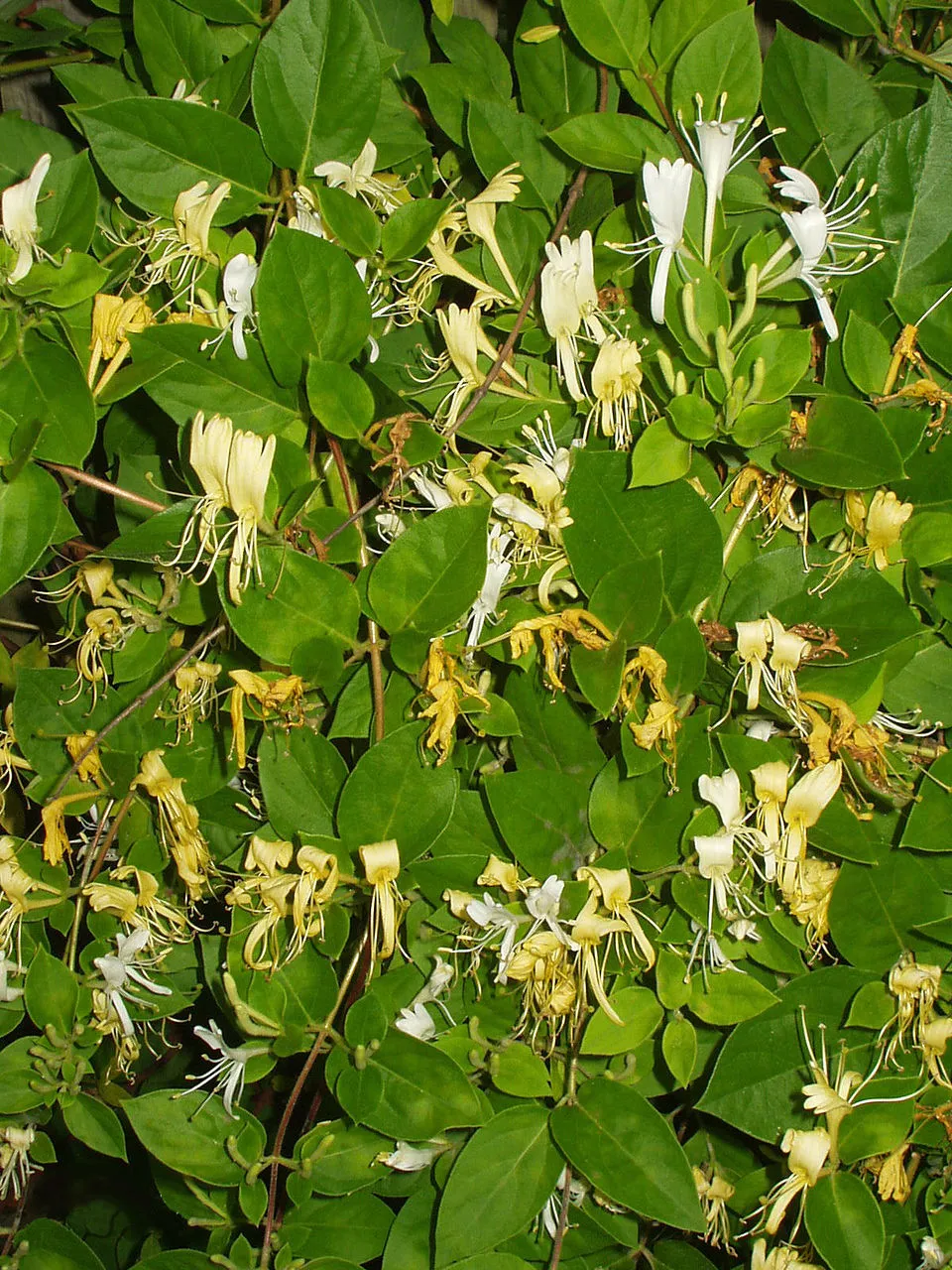 Bordó-fehér virágú japán kúszólonc / Lonicera japonica 'Red World'