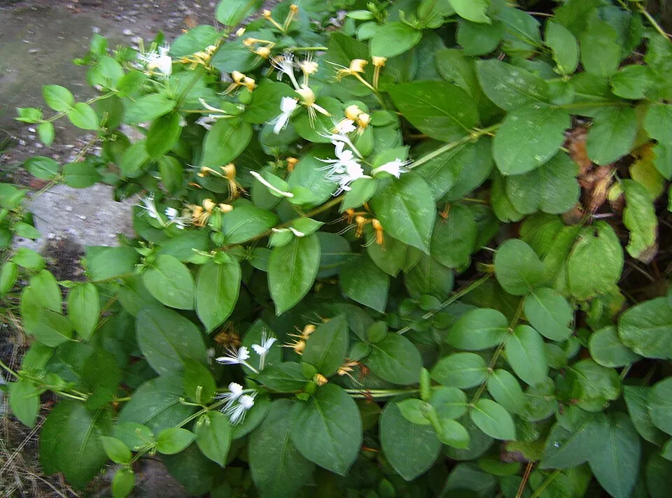 Bordó-fehér virágú japán kúszólonc / Lonicera japonica 'Red World'