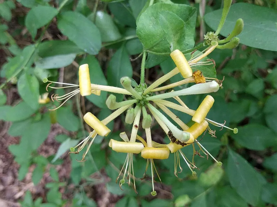 Narancsos-lilás virágú kúszólonc / Lonicera periclymenum 'Chojnice'