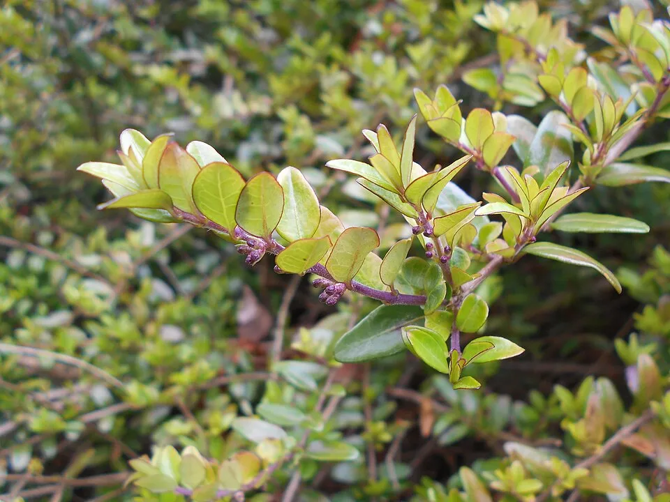 Talajtakaró lonc / Lonicera pileata