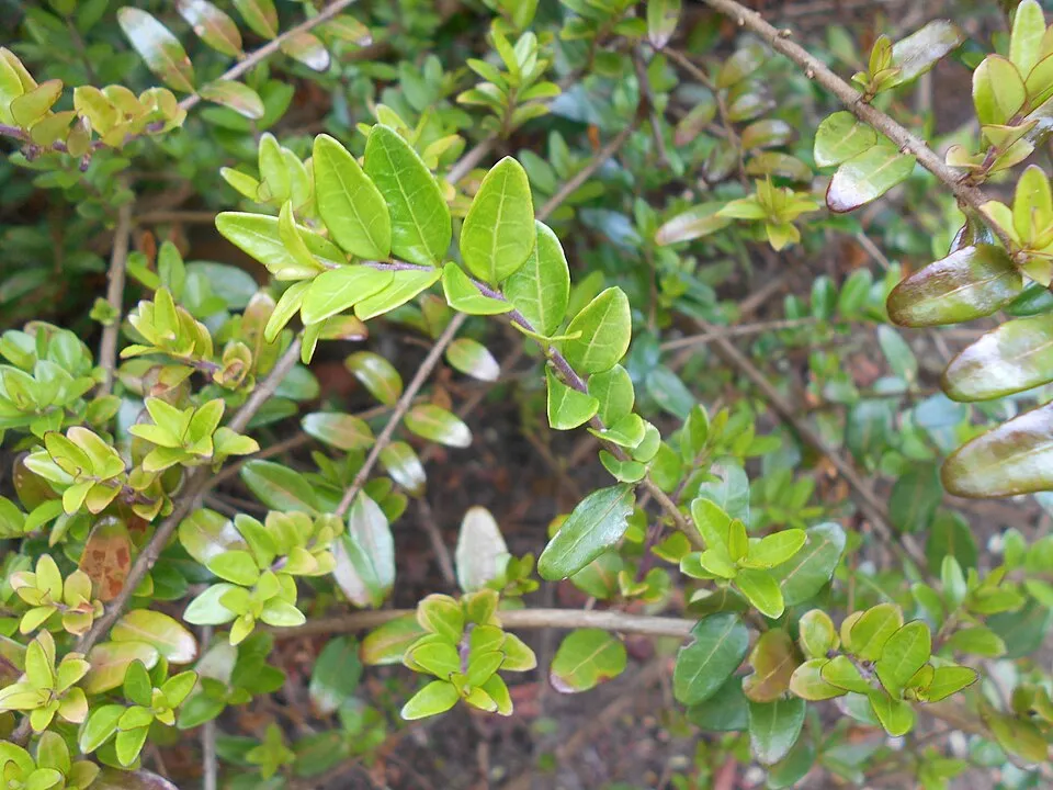 Talajtakaró lonc / Lonicera pileata