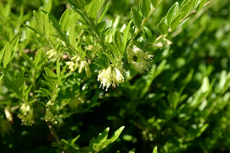Talajtakaró lonc / Lonicera pileata